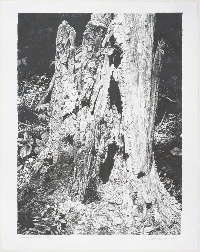 Black and white print of the bottom of a tree trunk