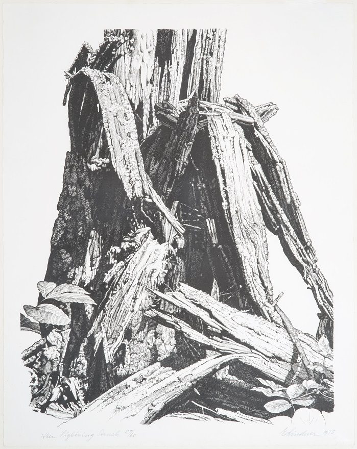 Black and white print of the trunk of a tree struck by lightning 